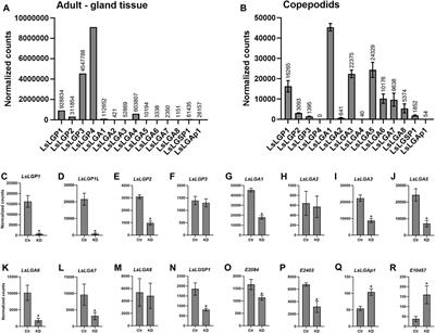 Salmon louse labial gland enzymes: implications for host settlement and immune modulation